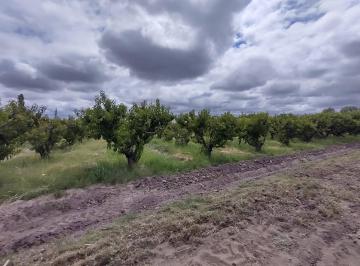 Campo , Junín · Finca en Venta, Junín, Mendoza