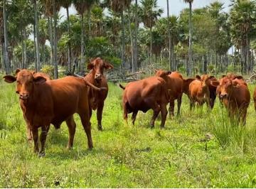Campo , Pirané · Campo Pirane Formosa 7500 Ha