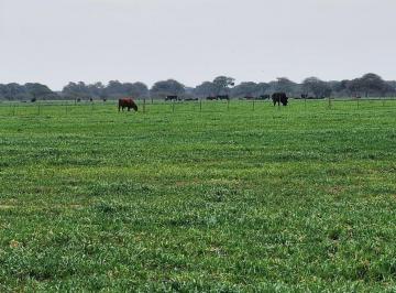 Campo · 1620m² · Campo Ganadero 1620 Has, Chilibroste, Córdoba.