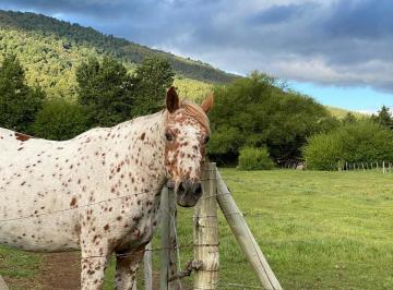 Terreno · 2137m² · Hermoso y Soleado Lote Plano en El Callejón de Salazar, San Martin de Los Andes Patagonia Argentina.