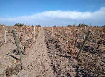 Campo , San Martín · Contacto Propiedades Inmobiliaria Vende Finca de 12 Ha en Palmira