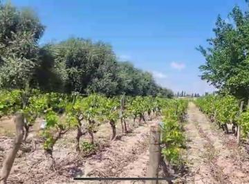 Campo , Maipú · Finca Campo Viñedo Olivar Mendoza