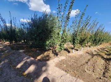 Campo · 25000m² · Finca en Maipu