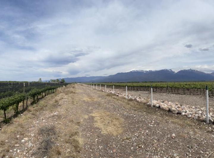 Campo · 70ha