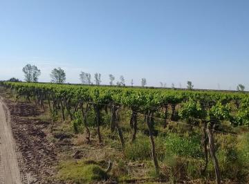 Campo , Santa Rosa · Contacto Propiedades Inmobiliaria Vende Finca