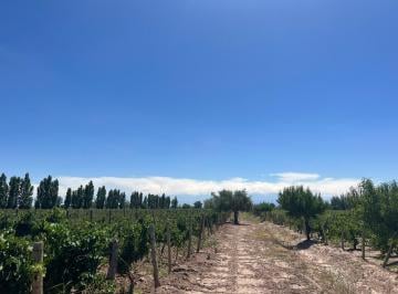 Campo , San Martín · Venta de Finca en El Divisadero, San Martin Mendoza