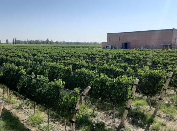 Bodega-Galpón , Maipú · Venta Finca con Viñedos y Bodega Ruta 60 Maipú Ideal Proyecto Eno Turístico