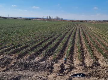 Campo , Luján de Cuyo · Contacto Propiedades Inmobiliaria Vende Finca en El Carrizal,