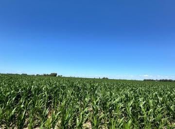 Campo · Campo - General Alvear