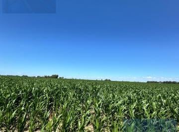 Campo · Campo - General Alvear