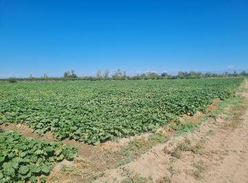 Campo , San Martín · Contacto Propiedades Inmobiliaria Vende Finca en Chapanay, San Martin