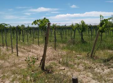 Campo , San Martín · Venta de 60 Has en Tres Porteñas, San Martín Mendoza