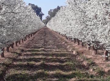 Campo , San Martín · Contacto Propiedades Inmobiliaria Vende Finca en San Martin