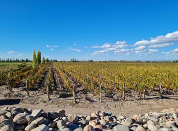 Campo , San Carlos · Contacto Propiedades Inmobiliaria Vende Finca en Altamira, San Carlos.
