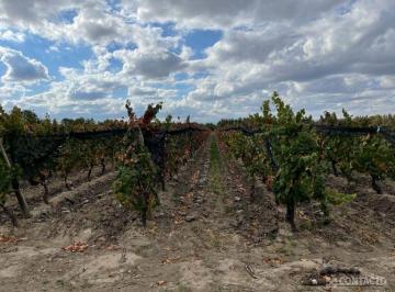 Campo , Tupungato · Contacto Propiedades Inmobiliaria Vende Finca