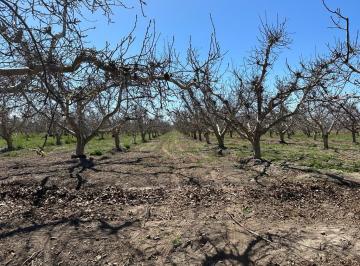 Campo , Tunuyán · Contacto Propiedades Inmobiliaria Vende Finca en Vista Flores