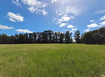 Campo · 12000m² · Chacra - Colonia del Sacramento
