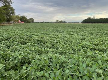 Campo , Miramar · Vendo 15 Has, Miramar, Agricolas.