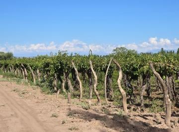 Campo , Rodríguez Peña · Venta de Finca en Rodriguez Peña - Junin Mendoza
