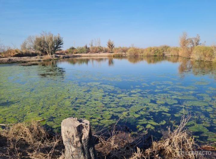 Campo · 489ha