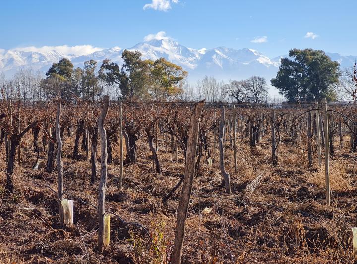 Campo · 41ha