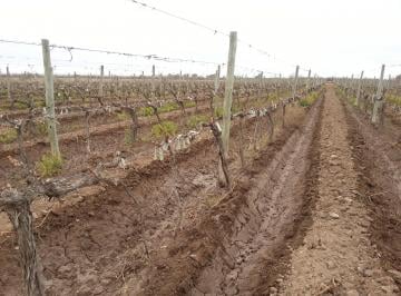 Campo , Luján de Cuyo · Contacto Propiedades Inmobiliaria Vende Finca y Bodega