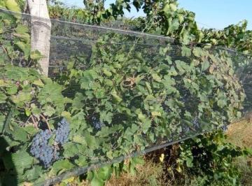Campo , Lavalle · Contacto Propiedades Inmobiliaria Vende Finca en Lavalle