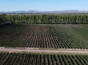 Campo · 200000m² · Viñedo Premium de Malbec | 20 Ha Tecnificadas | Seguridad Hídrica y Climática | Cuadro Benegas