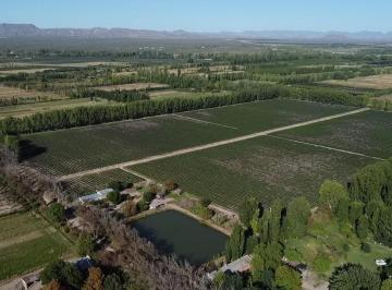 Campo · 200000m² · Exclusivo Viñedo de 20 Ha en Cuadro Benegas