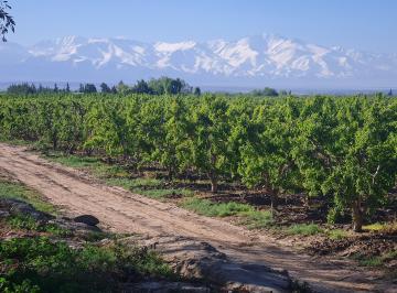 Campo , Tupungato · Contacto Propiedades Inmobiliaria Vende Finca en Cordon del Plata