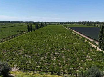 Campo · 6m² · Venta de Excelente Finca 6 Has - Phillip, Junin - Mza.