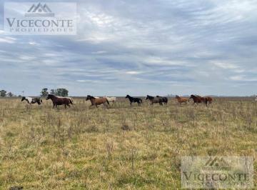 Campo , Cañuelas · Campo 450 Has, Gobernador Udaondo, Partido de Cañuelas, Buenos Aires.