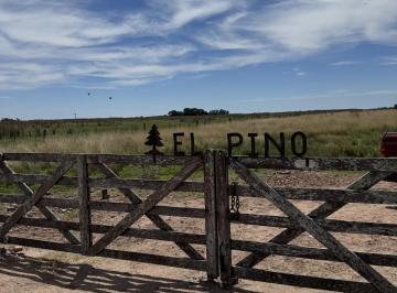 Campo · 800000m² · Venta de Campo en Chascomus