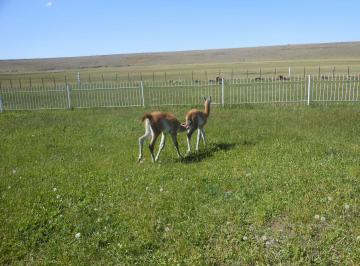FRI-FZ1-1092_37 · Venta de Campo, 19000 Ha, Perito Moreno