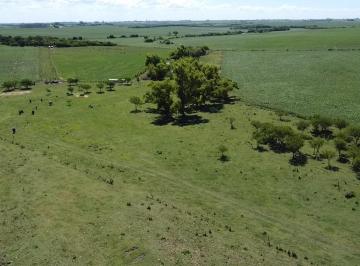 Campo · 180000m² · Campo en Nueva Palmira
