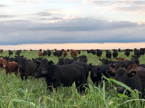 Campo · 6000000m²