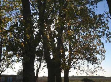 Campo · 16000m² · Campo Venta - 71,2 X 224 m - 1,6ha - Pergamino