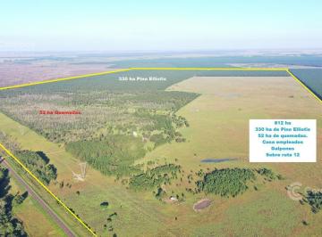 Campo · 812m² · Se Vende Campo Sobre Ruta 12. Ituzaingó - Posadas. Forestación, Casa, Corrales, Ganadería.