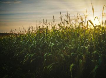Campo · 2000000m² · Campo Agrícola en Venta de 20 Hecateras