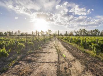 Campo · 333m² · 5 Ambientes · Se Vende Finca en Lujan de Cuyo