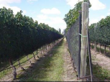 Campo · 90000m² · Finca de 9 Has Malbec a La Venta en Agrelo
