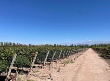 Campo · 90000m² · Finca de 9 Has Malbec a La Venta en Agrelo