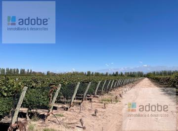 Campo · 90000ha · Finca de 9 Has Malbec a La Venta en Agrelo