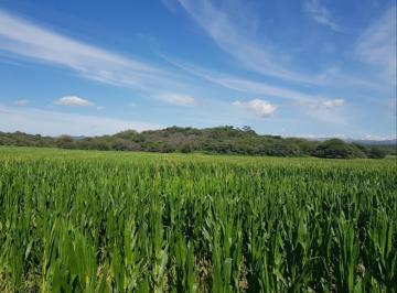 Campo · 1m² · Excelente. Campo. 490 Ha