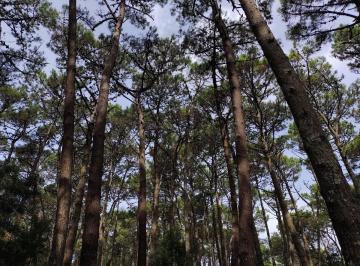 Terreno · 11000000m² · Cariló - Barrio Zorzal - Barrio Enebros - Lotes de 1100 m²