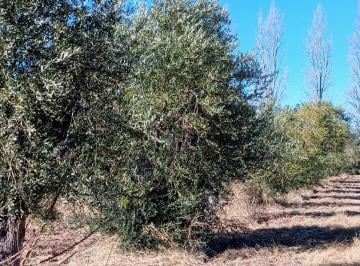 Campo · 1ha · Venta - Finca - Rodeo del Medio - Maipu - Mendoza