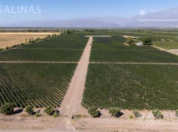 Campo · 240000m² · Finca con Malbec en Vista Flores