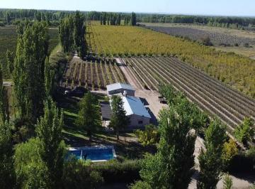 Campo · 80000m² · 3 Ambientes · Finca de 8 Ha de Ciruelos y Casa en Cuadro Benegas