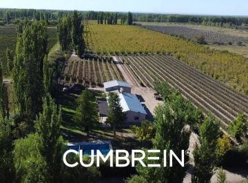 Campo · 80000m² · 3 Ambientes · Finca de Ciruelos y Viñedo Boutique | Residencia de Campo en Cuadro Benegas