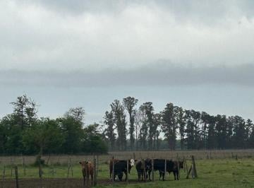 Campo · 23ha · Venta Chacra 23ha San Andrés de Giles Buenos Aires